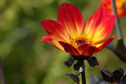 Tuin de Doolman (131)