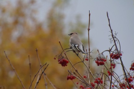 168natuur