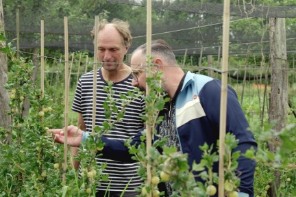 Ramon plukt kruisbessen in Zeeland