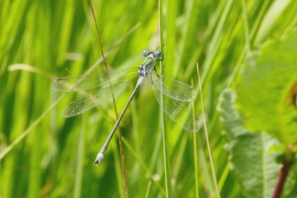 Vlinders en Libellen in het Kuinderbos