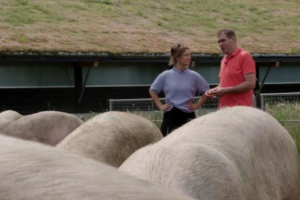 Zonvarkens in Heurne