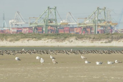 Voornes Duin als achtertuin