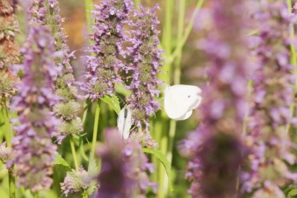 Vlindertuin in Tiel
