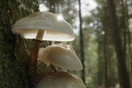 Fotogenieke paddenstoelen Veluwe