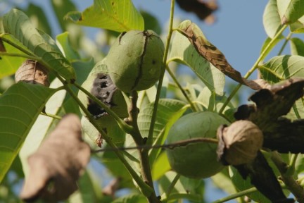 Walnotentuin op 'Landgoed Hof' in Dieren