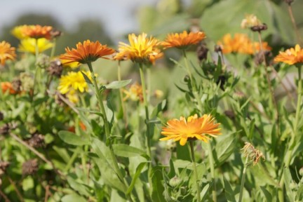 Sociale moestuin in het Friese Nieuwehorne
