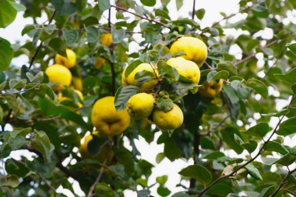 Chef-kok Rosah gaat langs bij de familieboomgaard van Frank Talsma in Almkerk