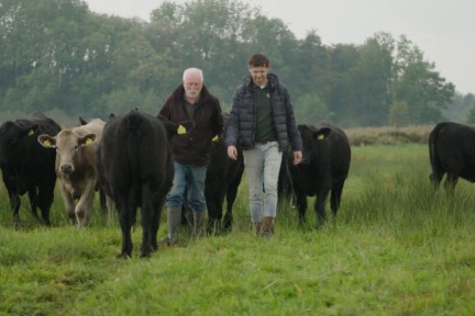 Koeien in de natuur in Hilvarenbeek