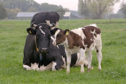 Melk van moederkoe met kalf