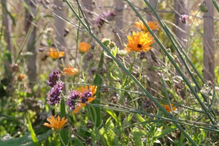 Bonen uit de BinnensteBuiten moestuin