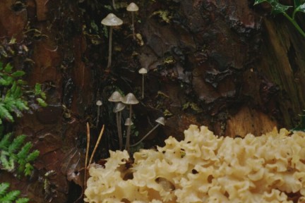 Bossen en kliffen Gaasterland