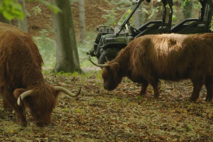 Duinbegrazing Heemskerk