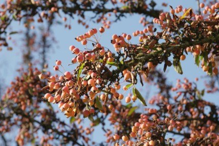 Herfstkleuren arboretum Wageningen