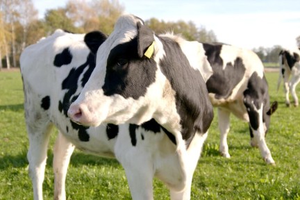 Zuivelboerderij Haaksbergen