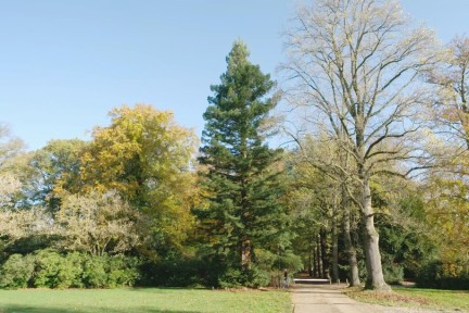 Naaldbomen wandeling Zeist