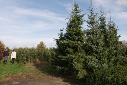 Duurzame kerstbomen Apeldoorn