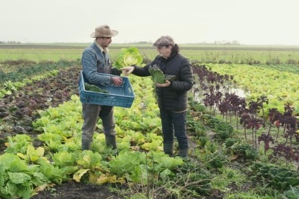 Savooiekool van het land