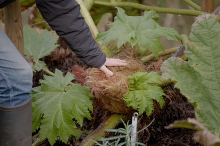 Winterdek Arboretum Kalmhout