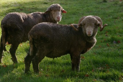 Merinoschapen kasteel Aarle Rixtel