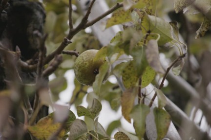 Aardperen familiegaard Oud-Beijerland