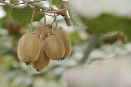 Nederlandse kiwi's uit Bunnik
