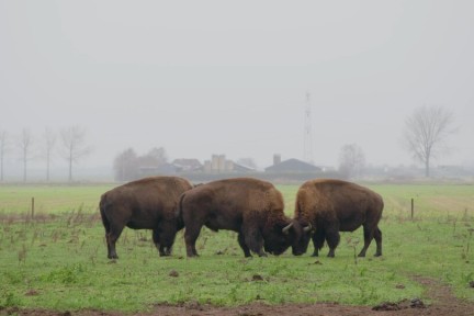 Bizons in Brabant