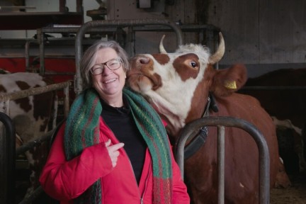 Koeiencommunicatie in Warmond