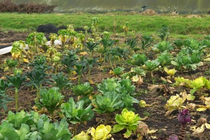 Alain bezoekt de tuin van Thijmen waar hij galicische kool teelt