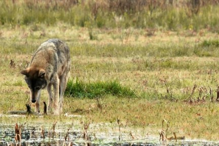 De wolf op de Veluwe