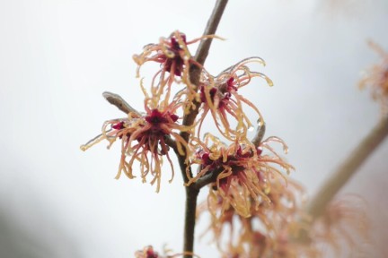 Kijktuin