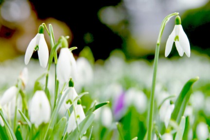 Sneeuwklokjes