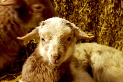 Lammertijd in de schaapskooi Laren