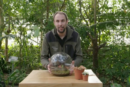 Tuinieren met een kamerterrarium