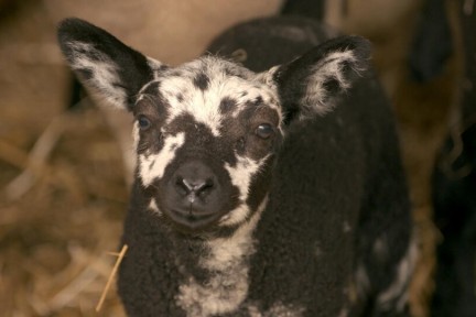 Alain op de boerderij waar de dieren vrij rond grazen