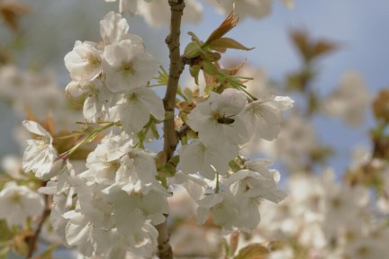 Tuin volgens de Beemster vakverdeling