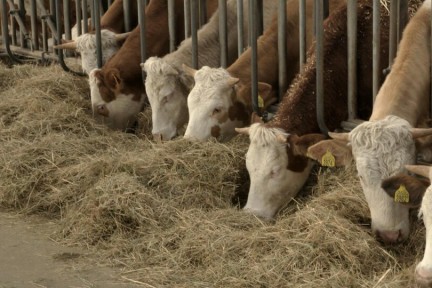 Rosah ontdekt het roomijs van boer Tim
