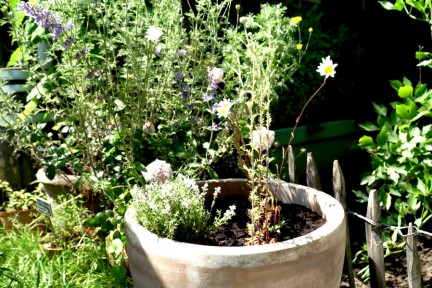 Zon- en schaduwplanten