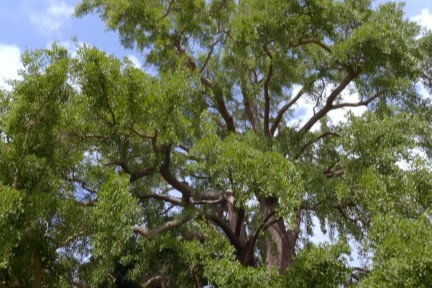 Ginkgo boom uit 1750
