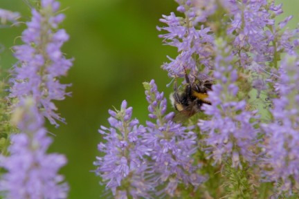 Planten krijgen een nieuwe leven in deze straatboerderij