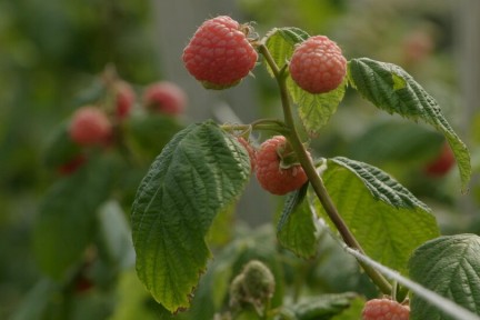 Ramon proeft tayberries