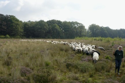 Hilde is schaapsherder in Zuidoost Friesland