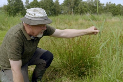 Kleurrijke libelle's spotten in de Weerribben