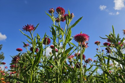 Herenboerderij Wenumseveld