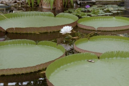 Waterplanten en lotusbloemen