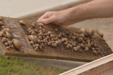 De slakkenboerderij van Wim en Tonny in Ospel