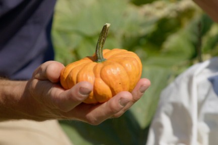 Pompoenen in Geersdijk