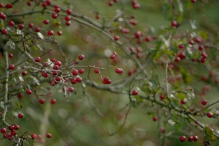 Boswachter Marieke is in de Millingerwaard