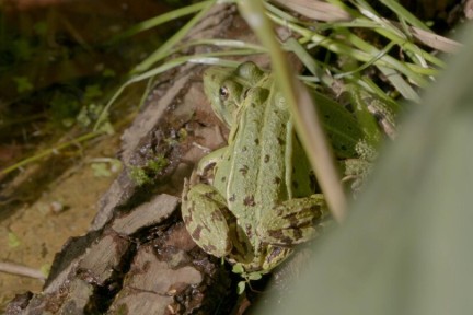 Reptielen en amfibieën in het Drents-Friese Wold