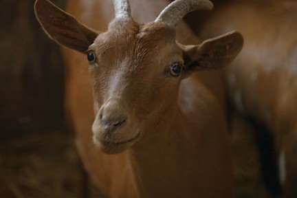 Ouessantschapen in het Drentse Exloërveen