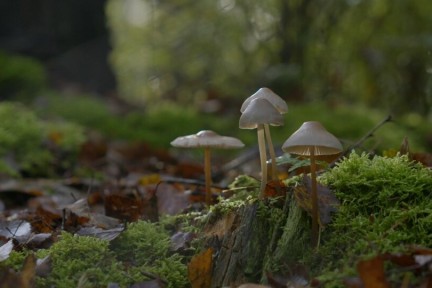 Galgenberg op de Utrechtse Heuvelrug